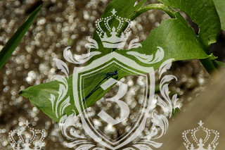 Bedford Park W4 domestic removals Bedford Park W4 domestic removals